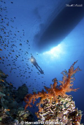 Soft coral in saint jhon reef by Marcello Di Francesco 